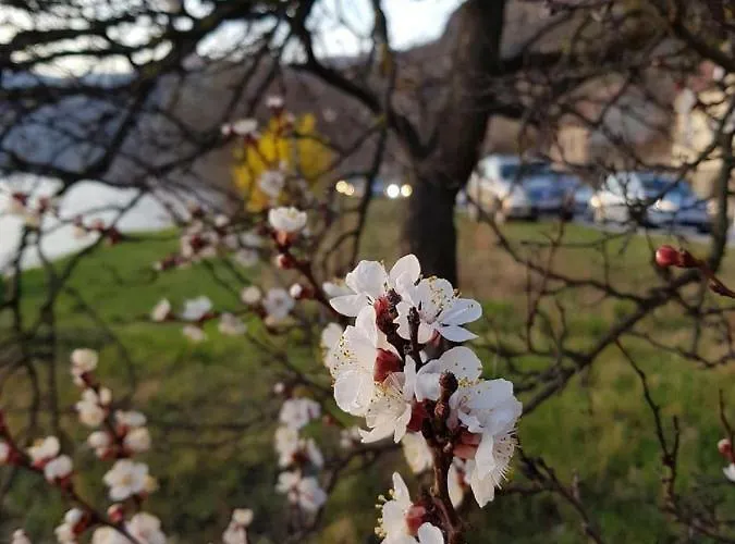 Homestay Gaestezimmer Rolea